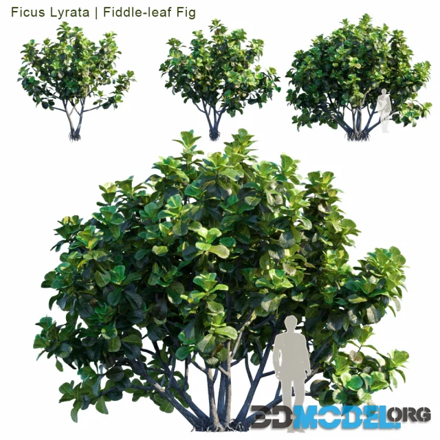 D Model Ficus Lyrata Feed Leaf Fig