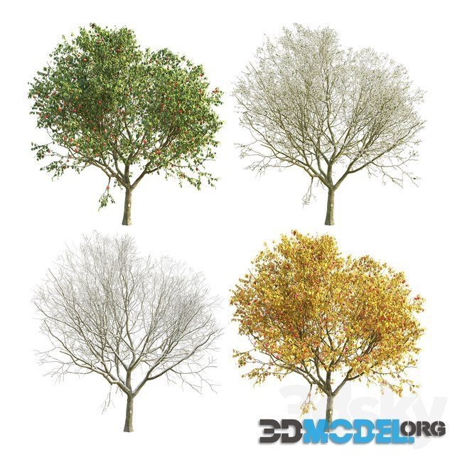 Apple Tree (four versions of seasons)