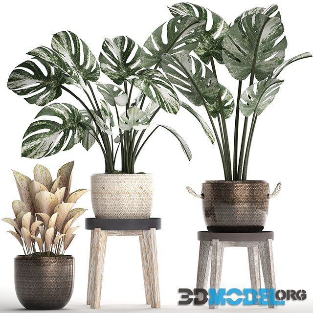 Collection of Plants 450 (Monstera)