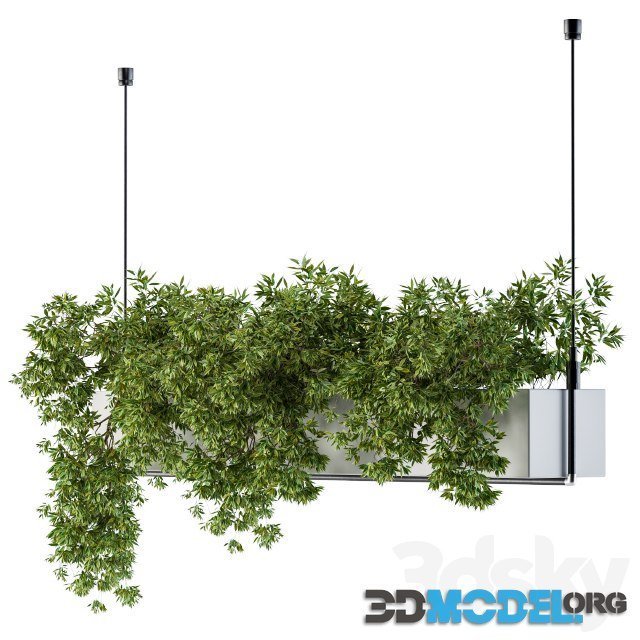 Hanging box with ampelous plants