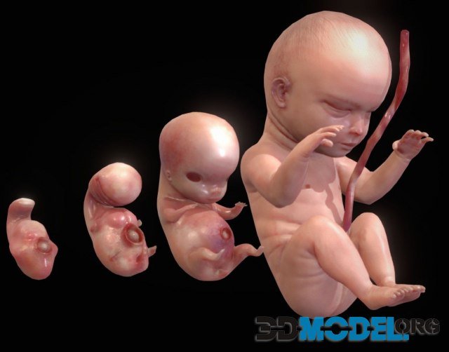 Human embryonic - fetal development stages PBR
