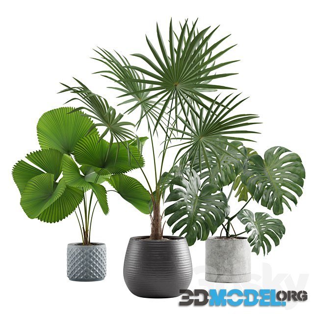 Indoor exotic plants pack 09