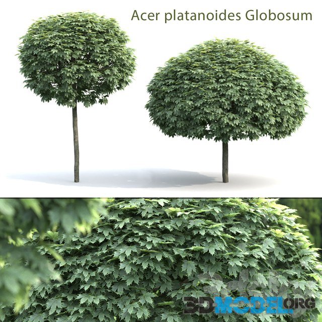 Maple Globozum (2 trees)
