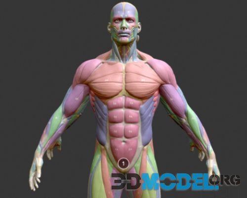 3D Model – Musclenames Male & Female Anatomy