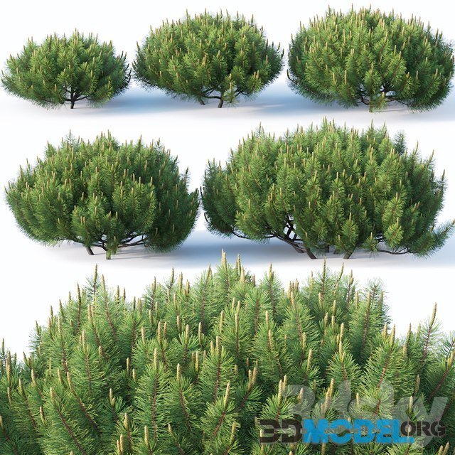 Pinus Mugo 1 plants