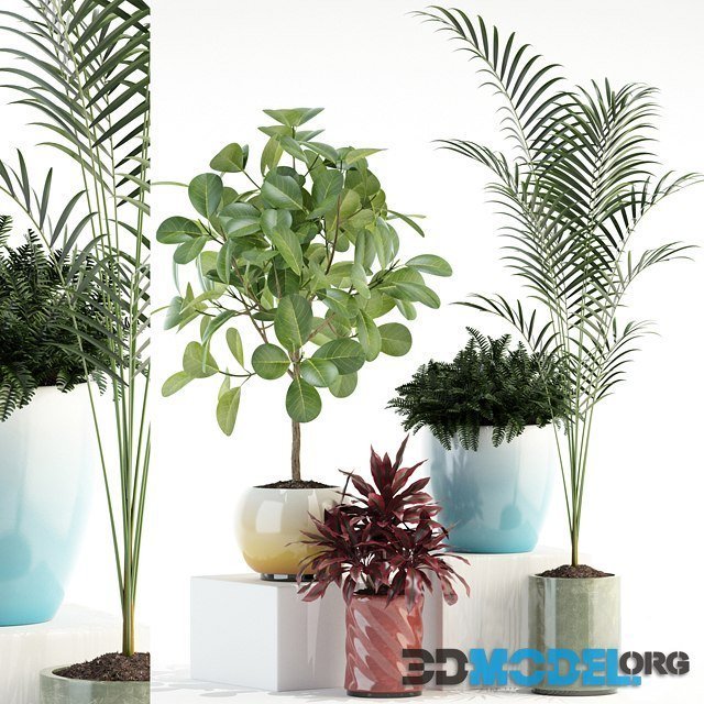 Plants Collection 92 (ficus, dracaena, palm)