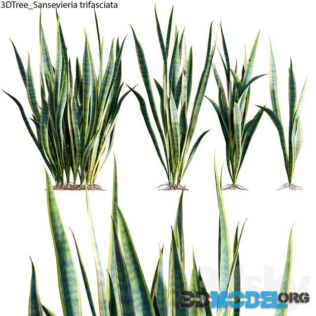 Sansevieria trifasciata plant