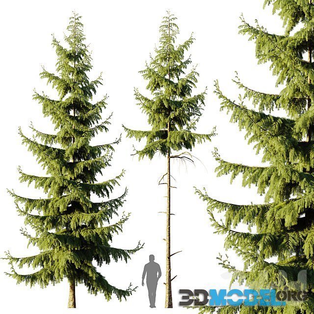 Pine Spruce tree (10m)