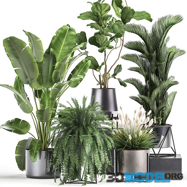 Plant Collection 996 (in decorative pots)