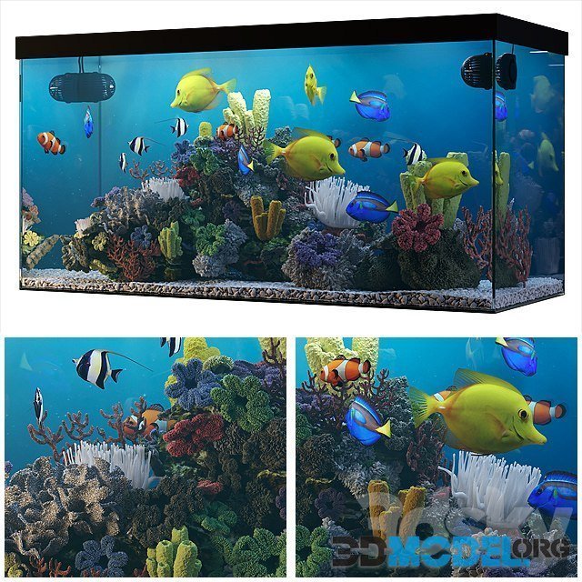 Seawater Aquarium with fishes