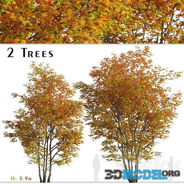 Set of Silver Maple (2 different Tree)