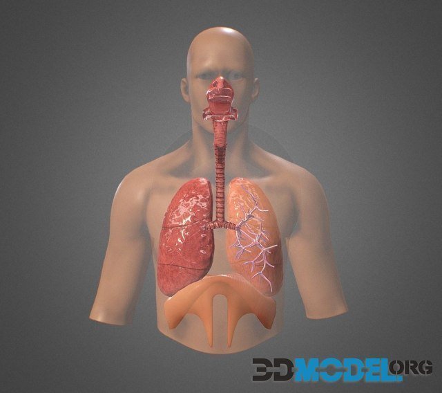 Human Respiratory system review PBR