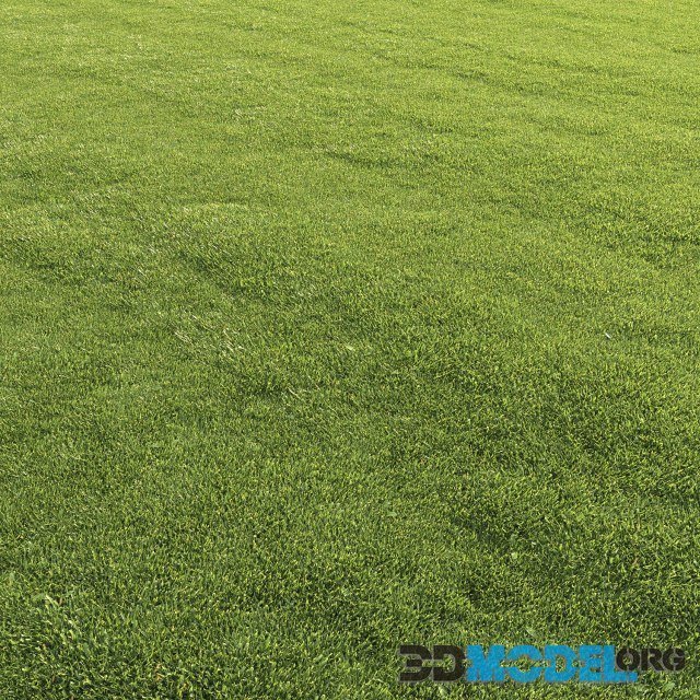 Lawn Grass set