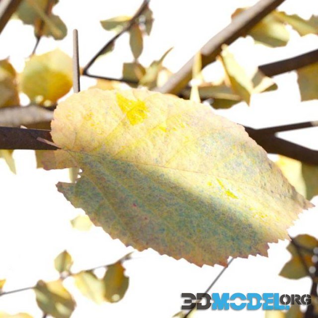 Autumn Leaf 02