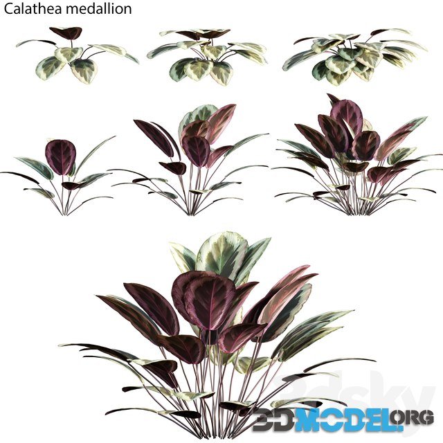 Calathea Medallion 01 for garden