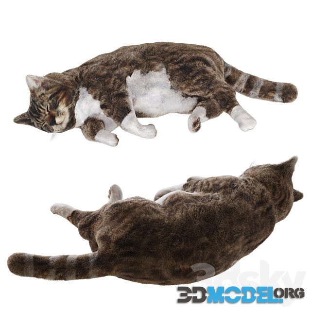 3D Model – Cat Simple