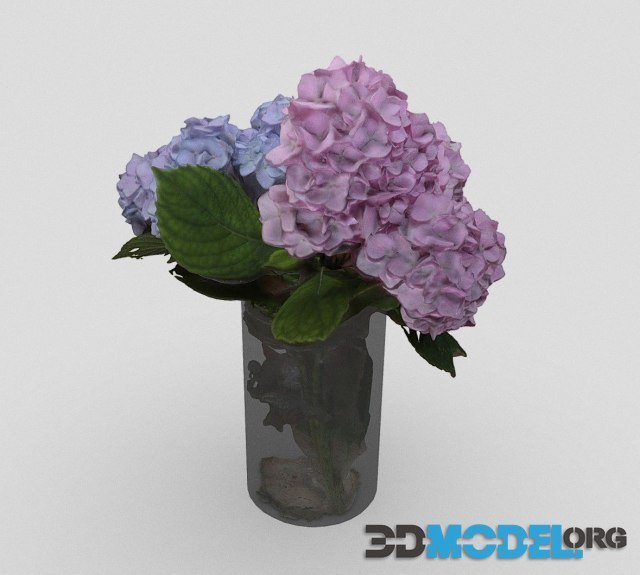 Hydrangea flowers in Glass Vase