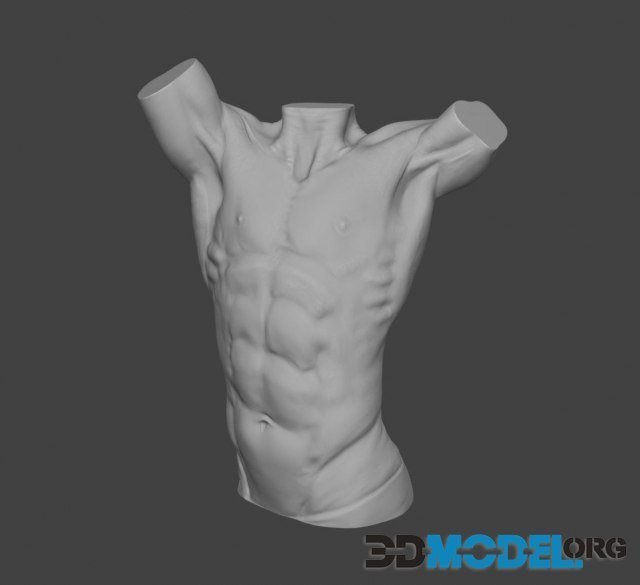 Male torso anatomy