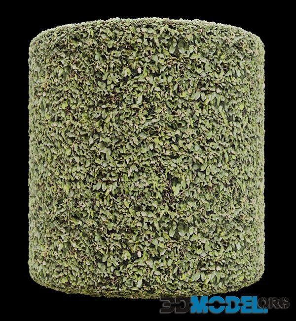 Hedge 001 4K