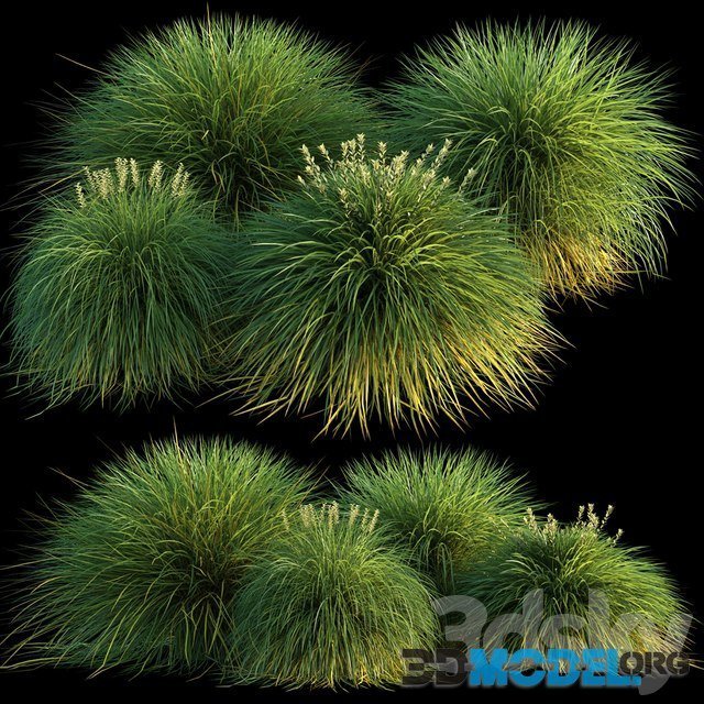 Miscanthus grass