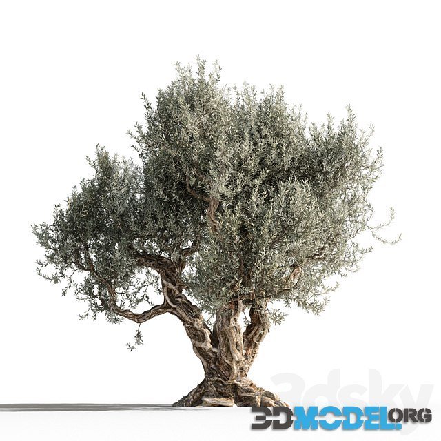 Olive Tree 1 (12 m)