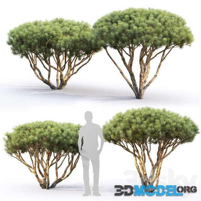 3D Model – Pinus Mugo (1.7-2m)