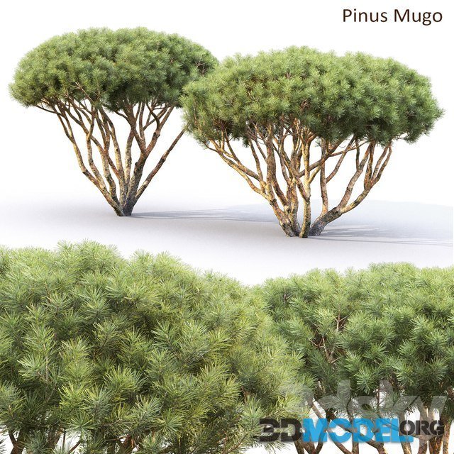Pinus Mugo (1.7-2m)