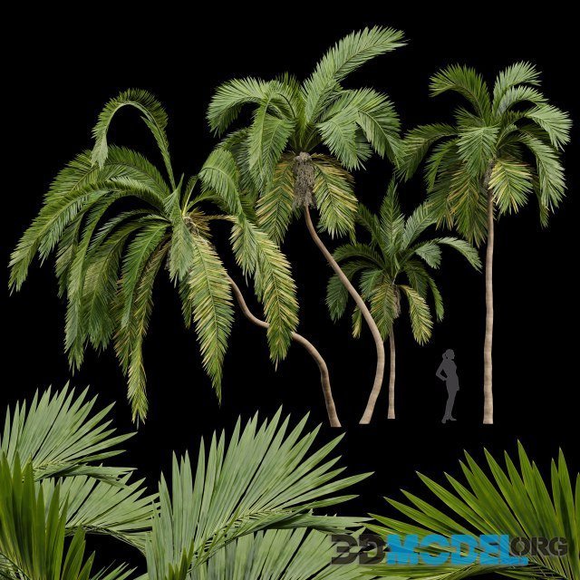 Queen Palm 4 Trees Syagrus Romanzoffiana