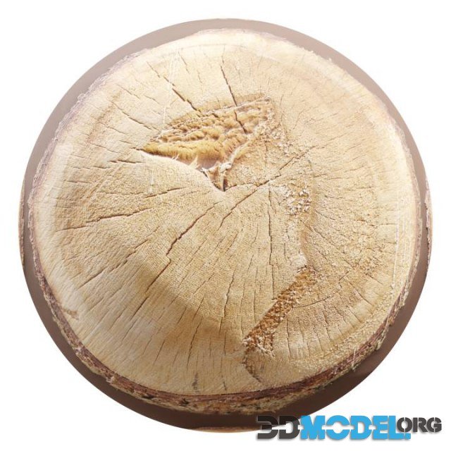Tree Stump 01
