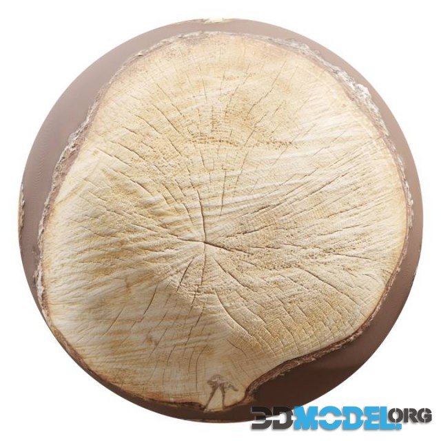 Tree Stump 02