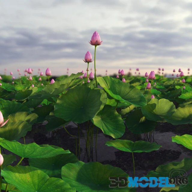 Lotus plant flower