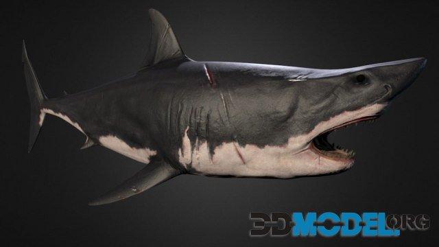 Shark 2