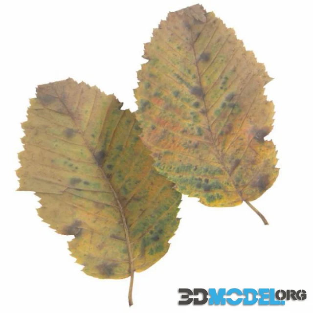 Autumn Leaf 06