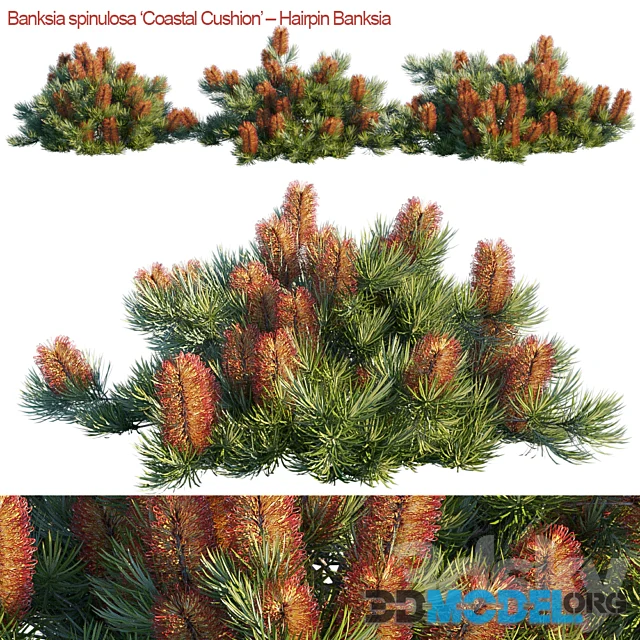 Banksia spinulosa - Coastal Cushion - Hairpin banksia