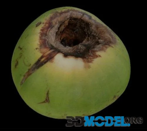 big coconut PBR