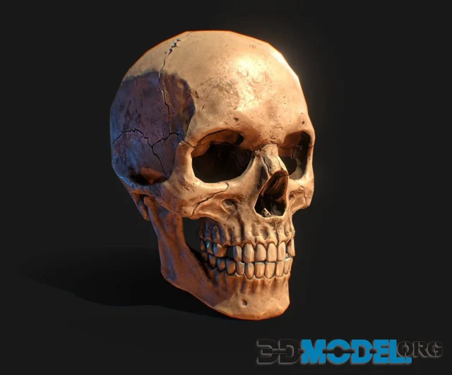 Human Skull PBR