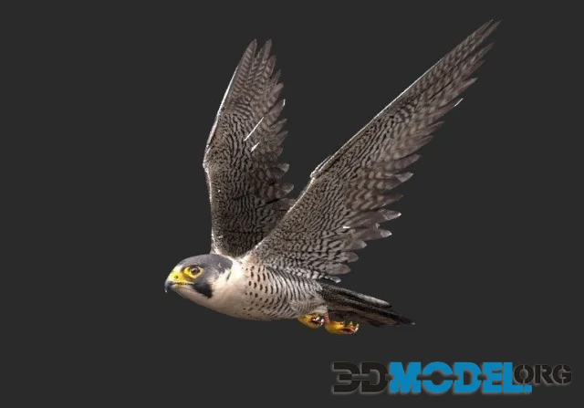 Peregrine falcon (PBR)