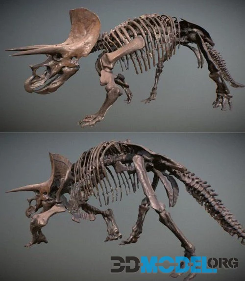 Triceratops Scan PBR