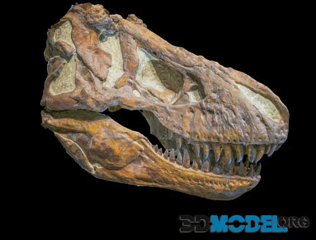 Tyrannosaurus rex skull PBR