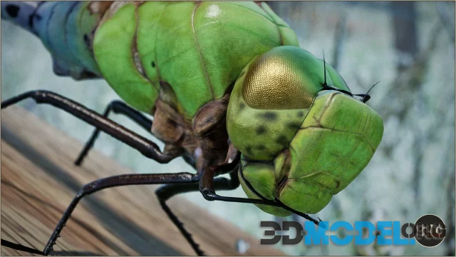 Animalia - Green Darner Dragonfly