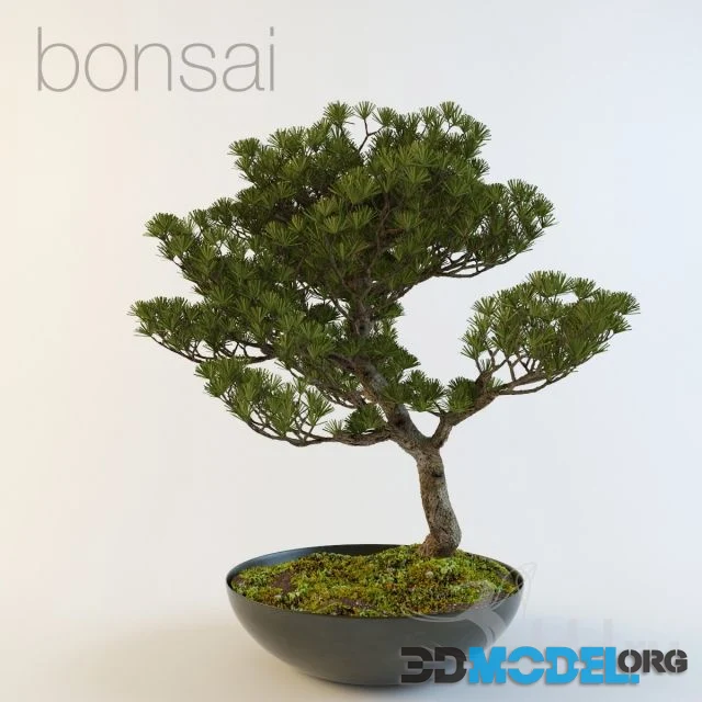 Bonsai in a pot