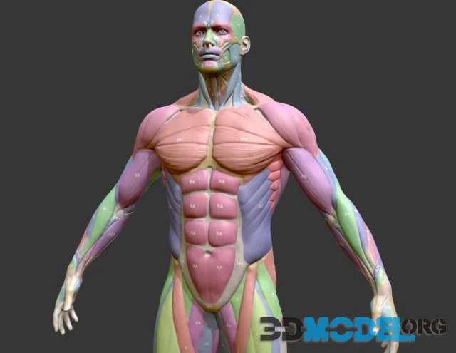 Ecorche Male Musclenames Anatomy (PBR)
