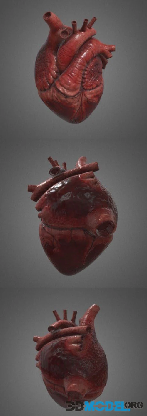 Human Heart 1