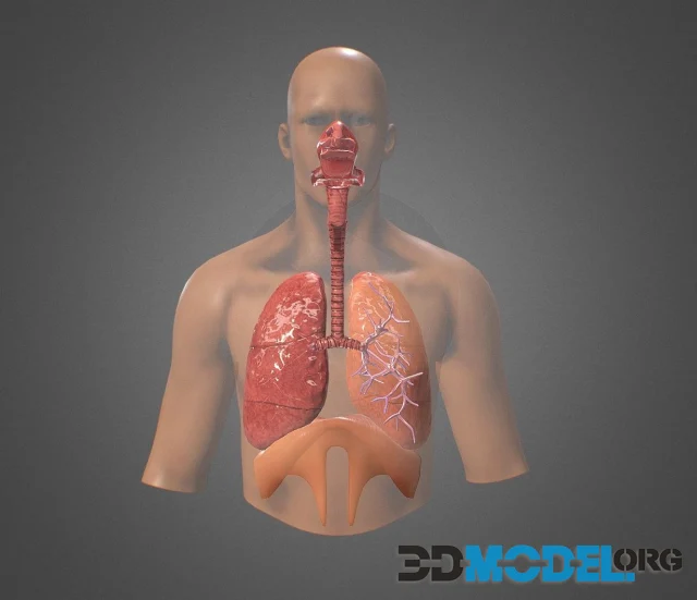 Human Respiratory system review (PBR)