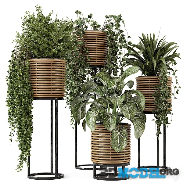 Indoor Plants in Natural Rattan Pot on Metal Base Set 592 Hi-Poly