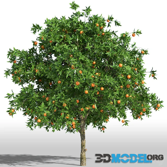 Orange Tree (3.5-4m)