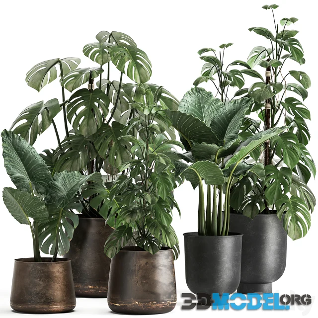 Plant collection 999 (in metal pots)