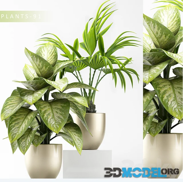 PLANTS 91 in a pot