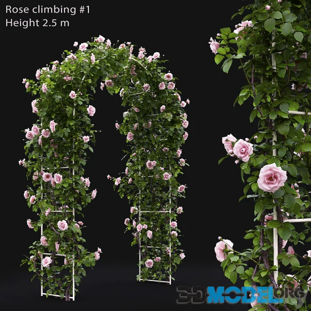 Rose climbing (2.5 m)