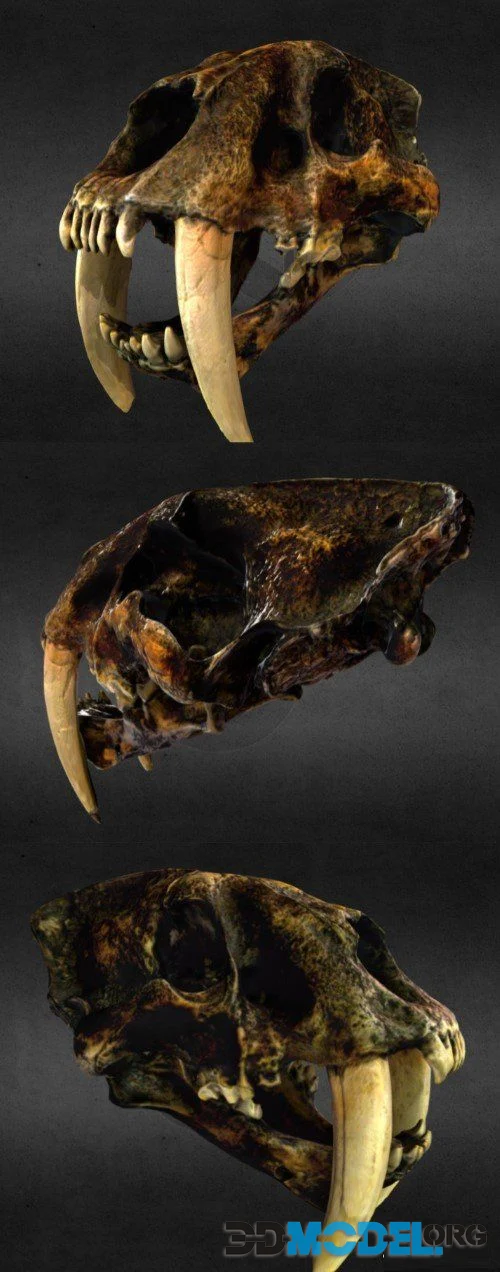 Saber-Toothed Tiger Skull (PBR)